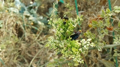 Scolia erythrocephala