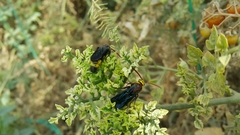 Scolia erythrocephala