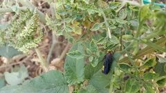 Scolia erythrocephala