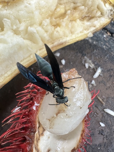 Northern Warrior Wasp photo 4