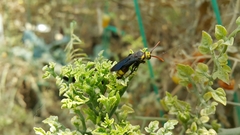 Scolia erythrocephala