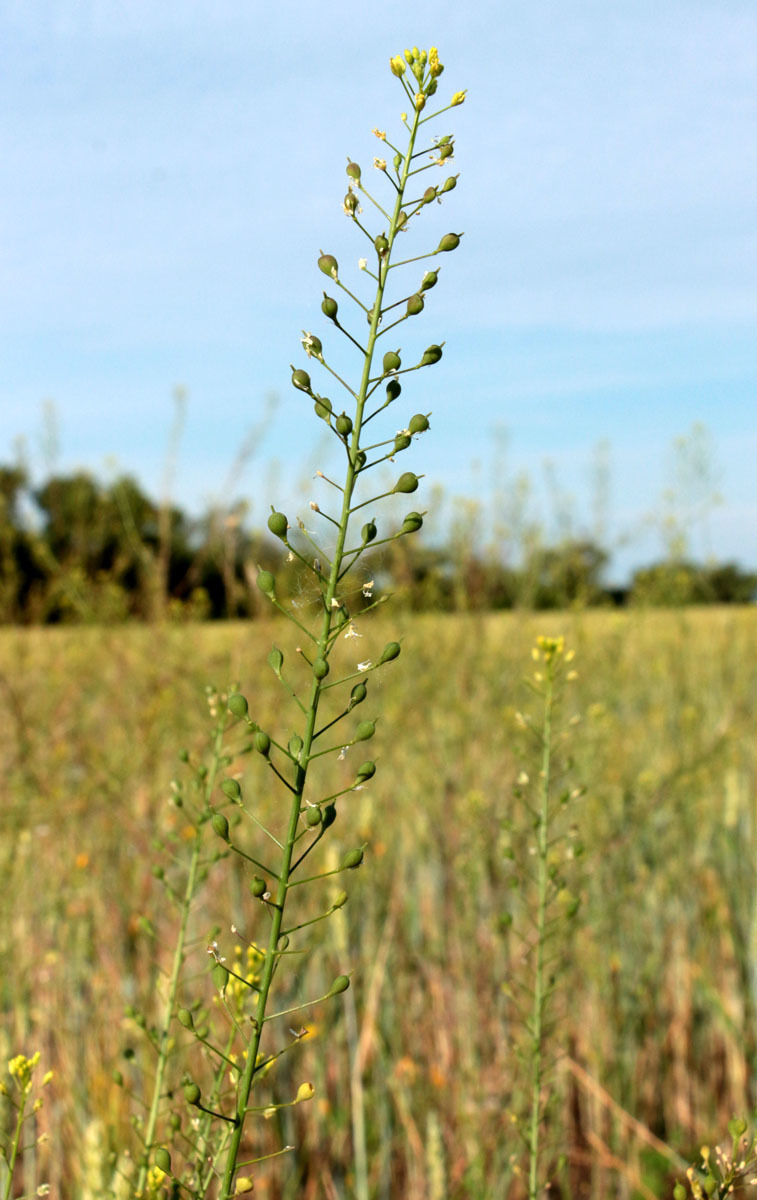 Camelina