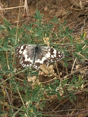 Melanargia larissa