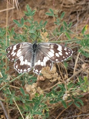 Melanargia larissa