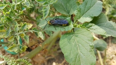 Scolia erythrocephala