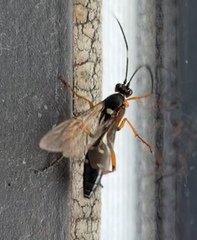 Ichneumonidae