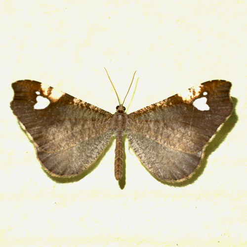 Macrosoma subornata Warren, 1904