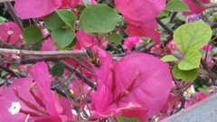 Megachile centuncularis