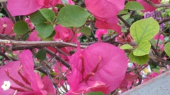 Megachile centuncularis