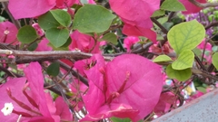 Megachile centuncularis