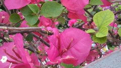 Megachile centuncularis