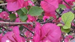 Megachile centuncularis