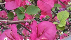 Megachile centuncularis