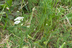 Achillea millefolium