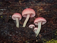 Mycena roseoflava