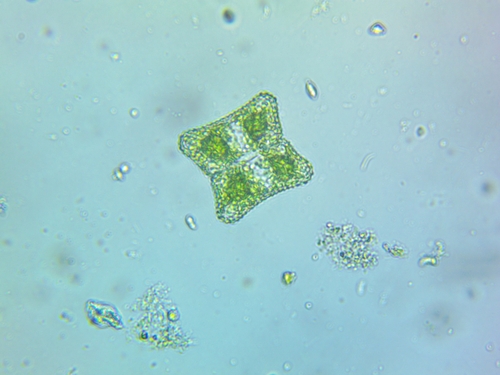 Cosmarium porrectum