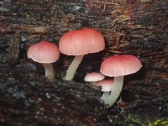 Mycena roseoflava