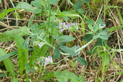 Medicago sativa