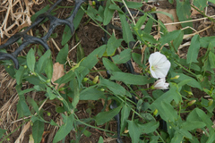 Convolvulus arvensis