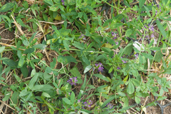 Medicago sativa