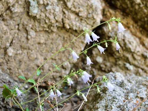 Image of Adenophora triphylla by (c) りなべる, some rights reserved (CC BY)