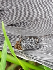 Dermestes undulatus