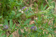 Medicago sativa