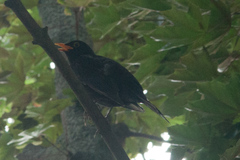 Turdus merula