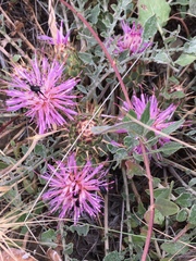 Centaurea urvillei