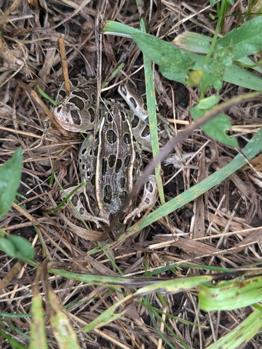 Northern Leopard Frog photographed in South Dakota