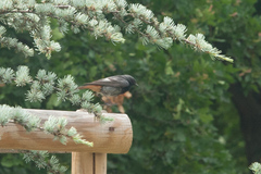 Phoenicurus ochruros