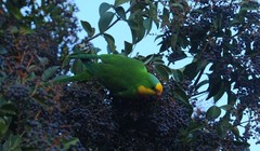 Polytelis swainsonii