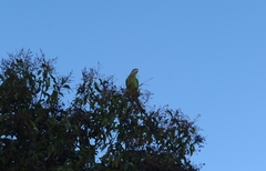 Polytelis swainsonii