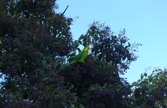 Polytelis swainsonii