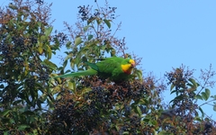 Polytelis swainsonii