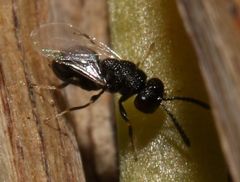 Eurytominae