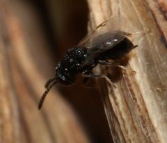 Eurytominae
