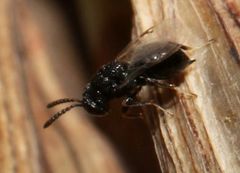 Eurytominae