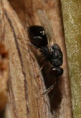 Eurytominae