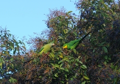 Polytelis swainsonii