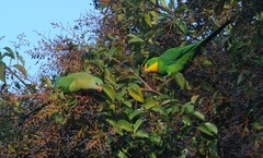 Polytelis swainsonii