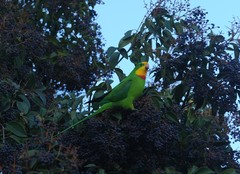 Polytelis swainsonii