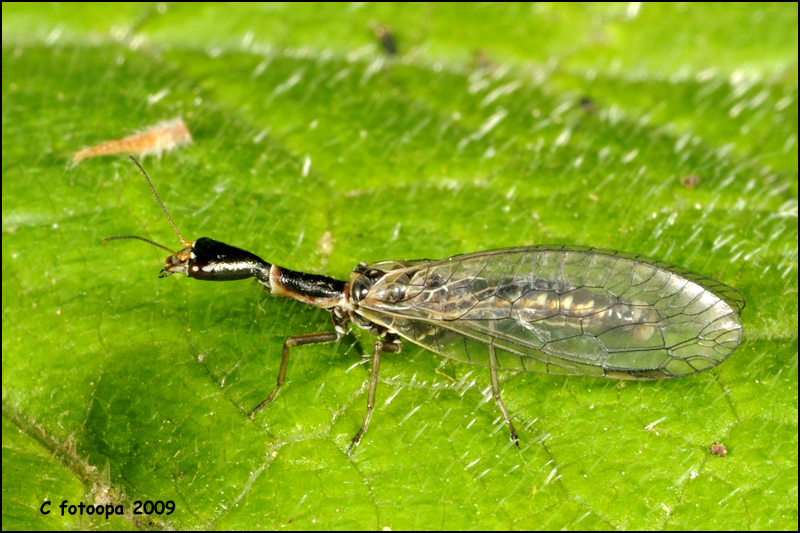 Sheep Bot Fly (NPS National Capital Region True Flies) · iNaturalist