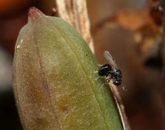 Eurytominae