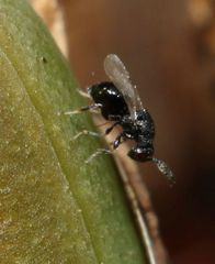 Eurytominae