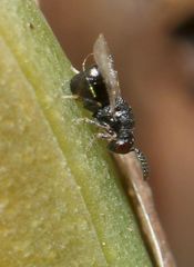 Eurytominae