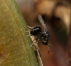 Eurytominae