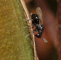 Eurytominae