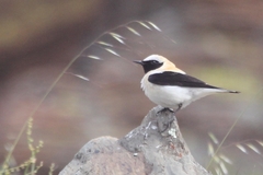 Oenanthe hispanica