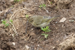 Phylloscopus ibericus